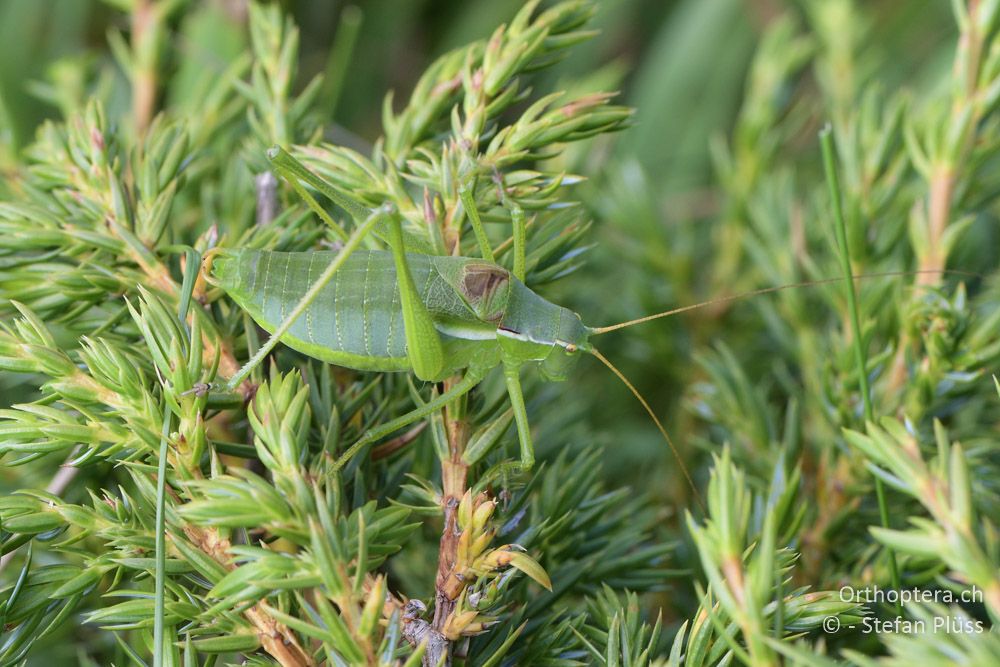 Isophya leonorae ♂- BG, Blagoewgrad, Bergwiese bei Pass nach Pirin, 12.07.2018