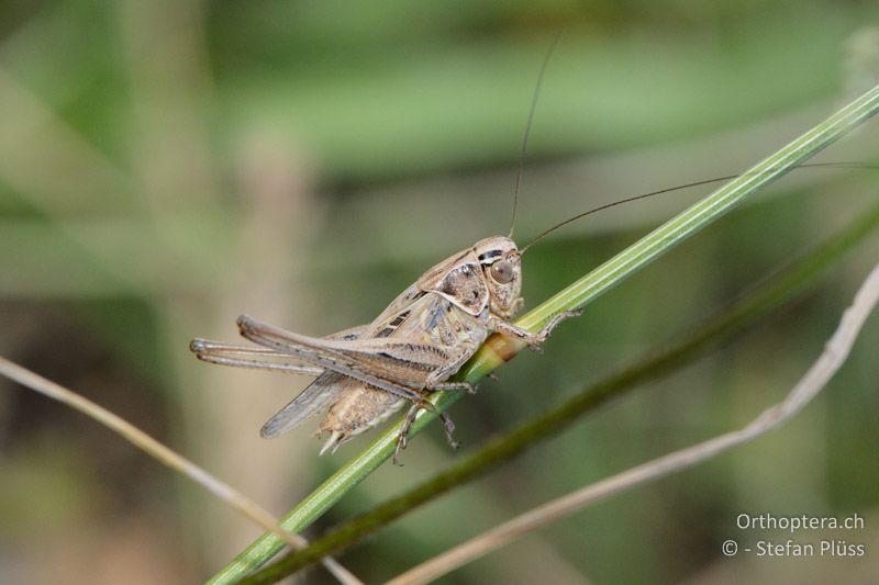 Tessellana tessellata ♀ - FR, Sault, 04.07.2014