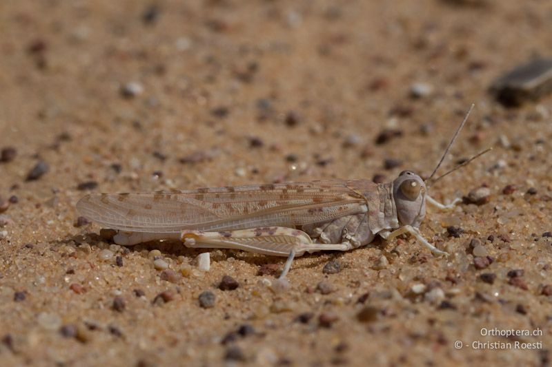 Männliche Kurzfühlerschrecke der Gattung Sphingonotus (Sphingonotus cf. octofasciatus). Wadi Araba, 22.05.2011