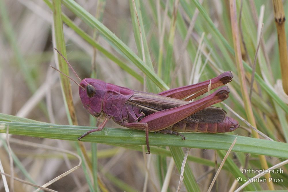 Heidegrashuepfer (Stenobothrus lineatus) ♀ - AT, Niederösterreich, Ebergassing, 08.07.2018