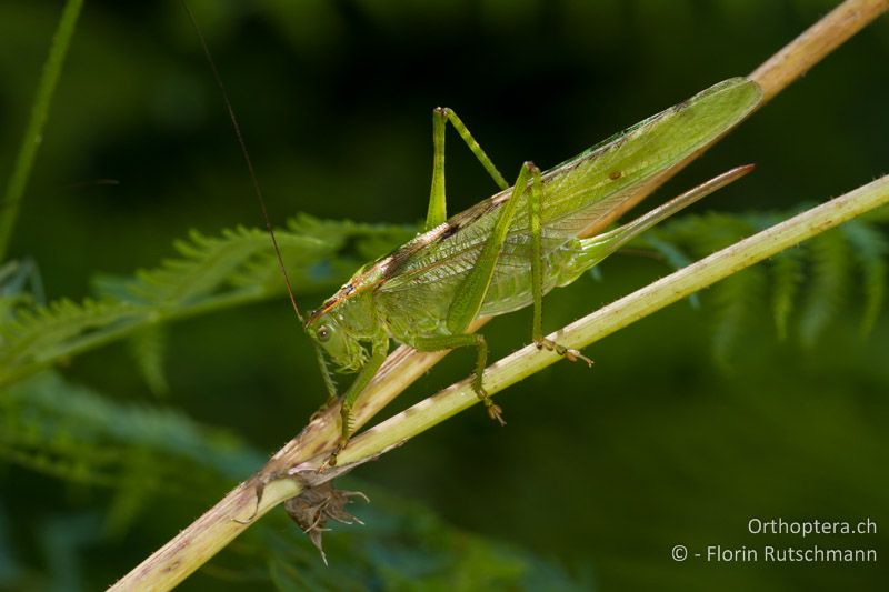 Tettigonia viridissima ♀ - GR, Mittelgriechenland, Granitsa, 19.06.2013