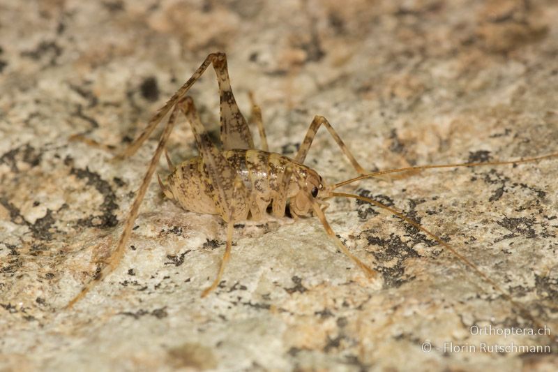 Troglophilus zorae ♂ - GR, Zentralmakedonien, Prespa-See, 13.07.2017