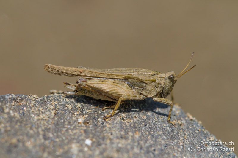 Tetrix bolivari ♀ - BG, Kardzhali, Krumovgrad, 23.04.2012