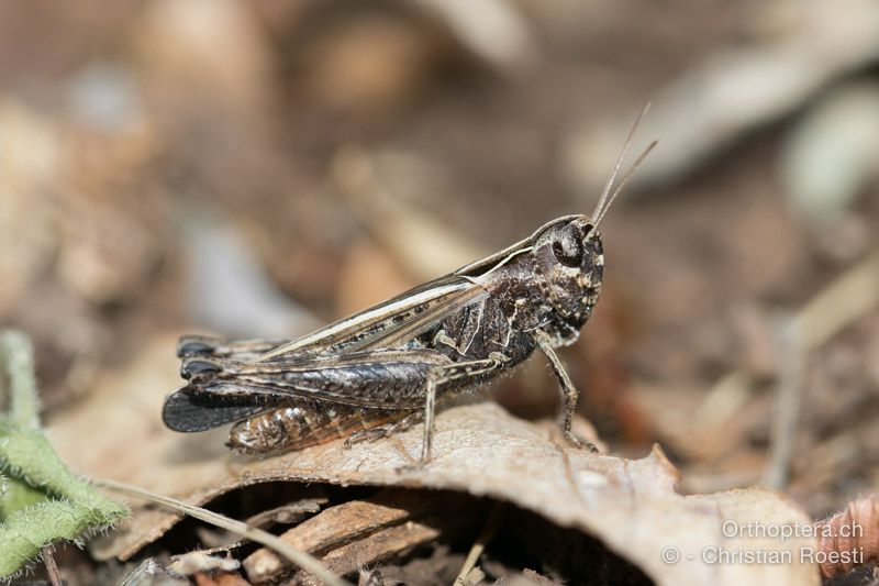 Omocestus rufipes ♀ - HR, Primorsko-goranska županija, Cres, Sveti Petar, 23.07.2015