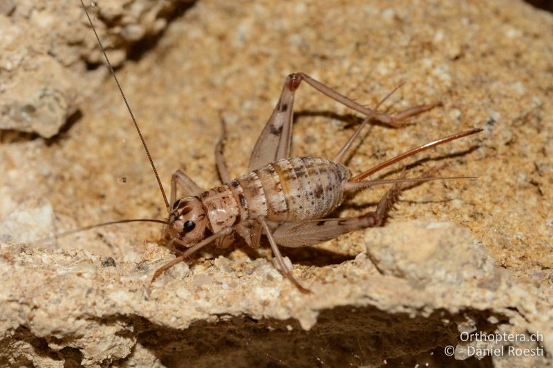 Gryllomorpha dalmatina ♀ - BG, Blagoewgrad, Melnik, 11.07.2018