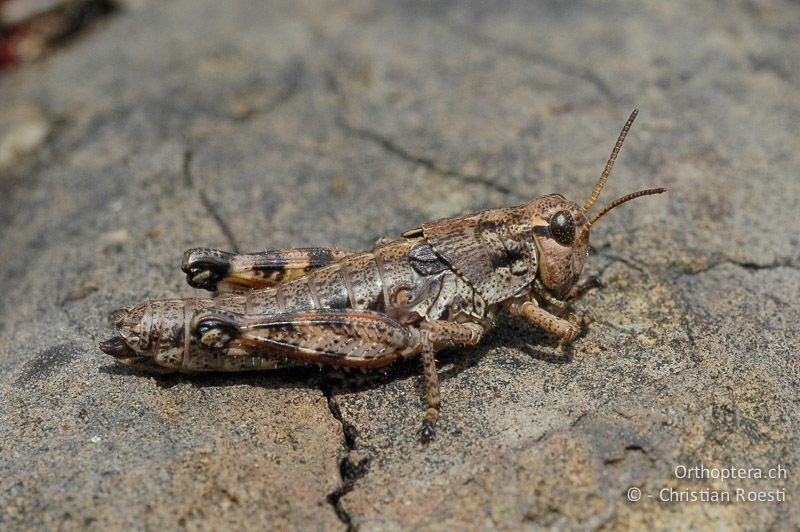 5. Larvenstadium Podisma pedestris ♀ - CH, VS, Derborence, 17.06.2007