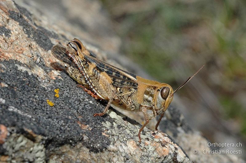 Calliptamus italicus ♀ - CH, VS, Gampel, 06.08.2007