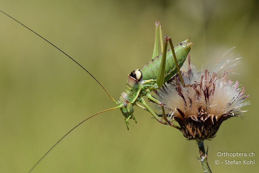 Ephippiger discoidalis minor ♂ - HR, Istrien, Vela Učka, 20.07.2015