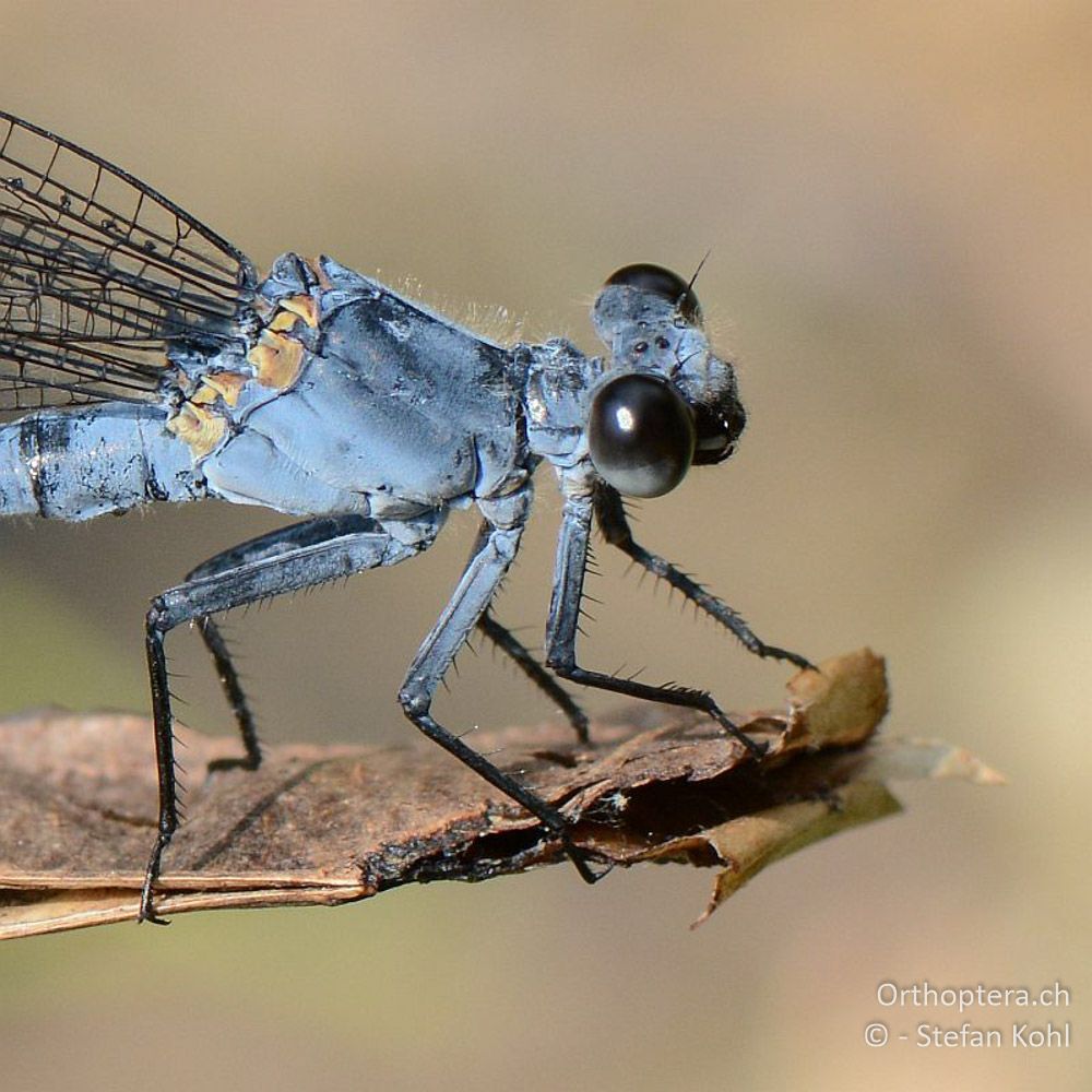 Blaue Orientjungfer (Epallage fatime) - GR, Zentralmakedonien, Sidirokastro, 08.07.2013