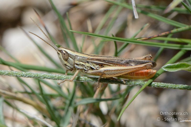 Euchorthippus chopardi ♂ - FR, Col des Portes, 06.07.2014