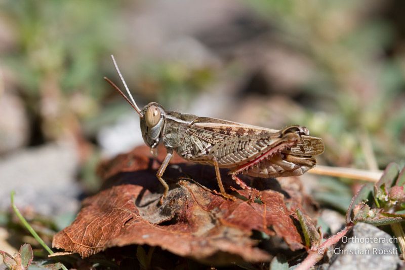 Calliptamus italicus ♂ - CH, TI, Castel-San-Pietro, 03.09.2013