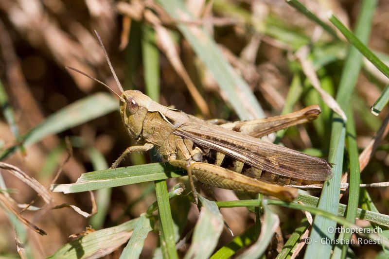 Chorthippus biguttulus ♀ - CH, BL, Diegten, 21.08.2013