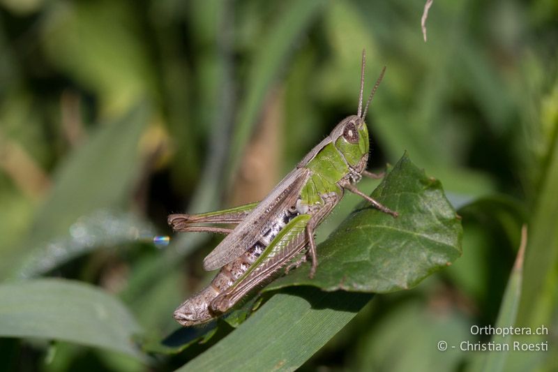 Chorthippus dorsatus ♀ - CH, TI, Coldrerio, 03.09.2013