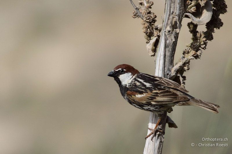 Weidensperling (Spanish Sparrow, Passer hispaniolensis), Männchen. Dana, 19.05.2011