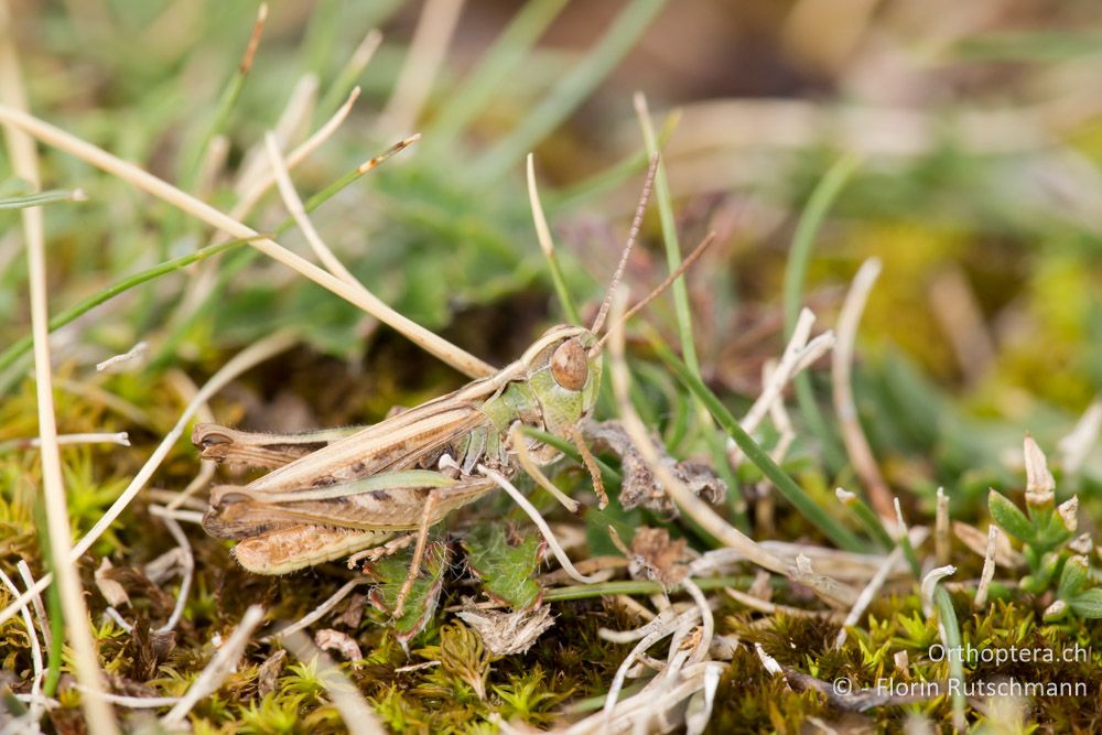 Omocestus petraeus - HR, Cres, Beli, 29.07.2014