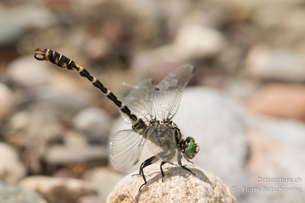 Kleine Zangenlibelle (Onychogomphus forcipatus) - GR, Mittelgriechenland, Molos, 13.06.2015