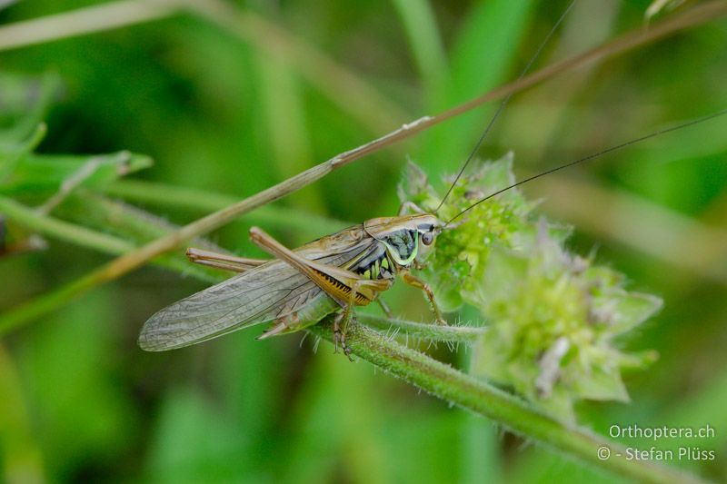 Langflügliges ♂ von Roeseliana roeselii - CH, ZH, Volketswil, 03.06.2007