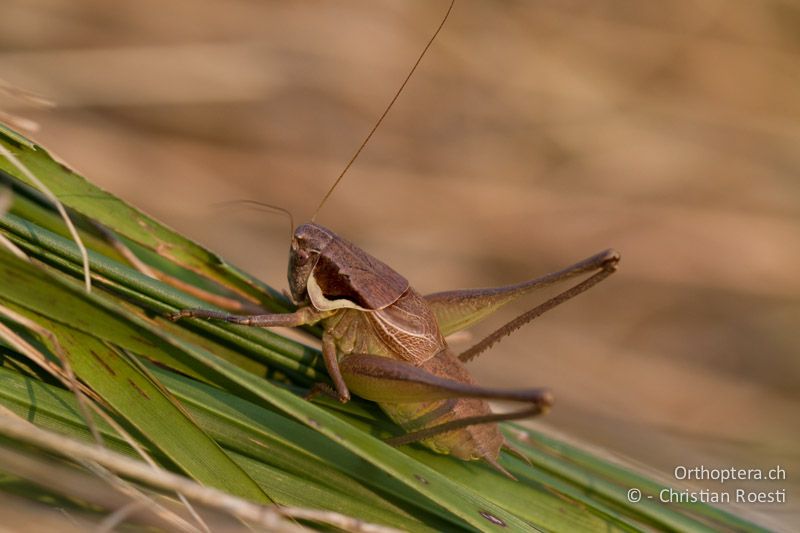 Pholidoptera littoralis insubrica ♂ - CH, TI, Mt. Generoso, 18.08.2013