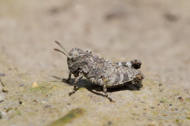 Oedipoda caerulescens im 2. Larvenstadium - IT, Friaul-Julisch Venetien, Spilimbergo, 29.05.2014