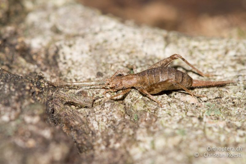 Arachnocephalus vestitus ♀ - FR, Var, La Môle, 25.09.2014