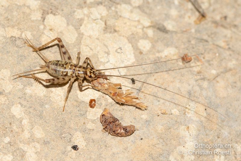 Larve im zweitletzten Stadium von Gryllomorpha dalmatina ♀ - HR, Dalmatien, Mljet, 28.07.2021