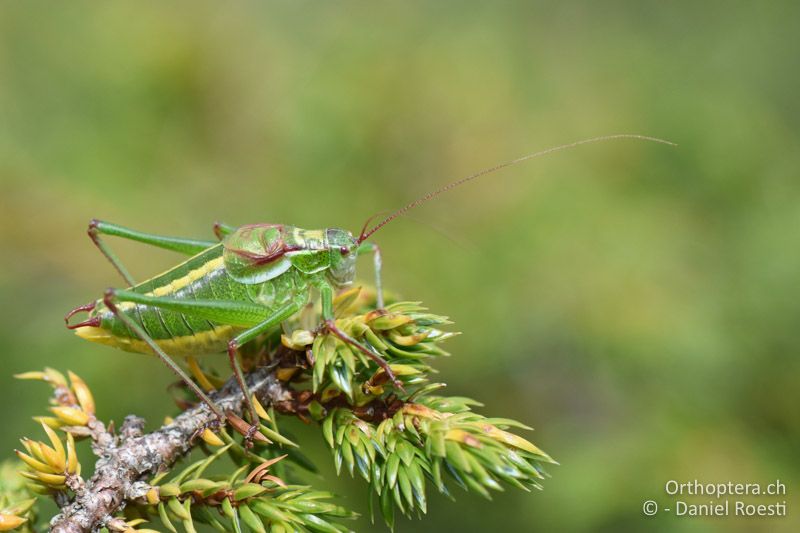 Isophya speciosa ♂ - BG, Blagoewgrad, Pirin-Gebirge, 12.07.2018