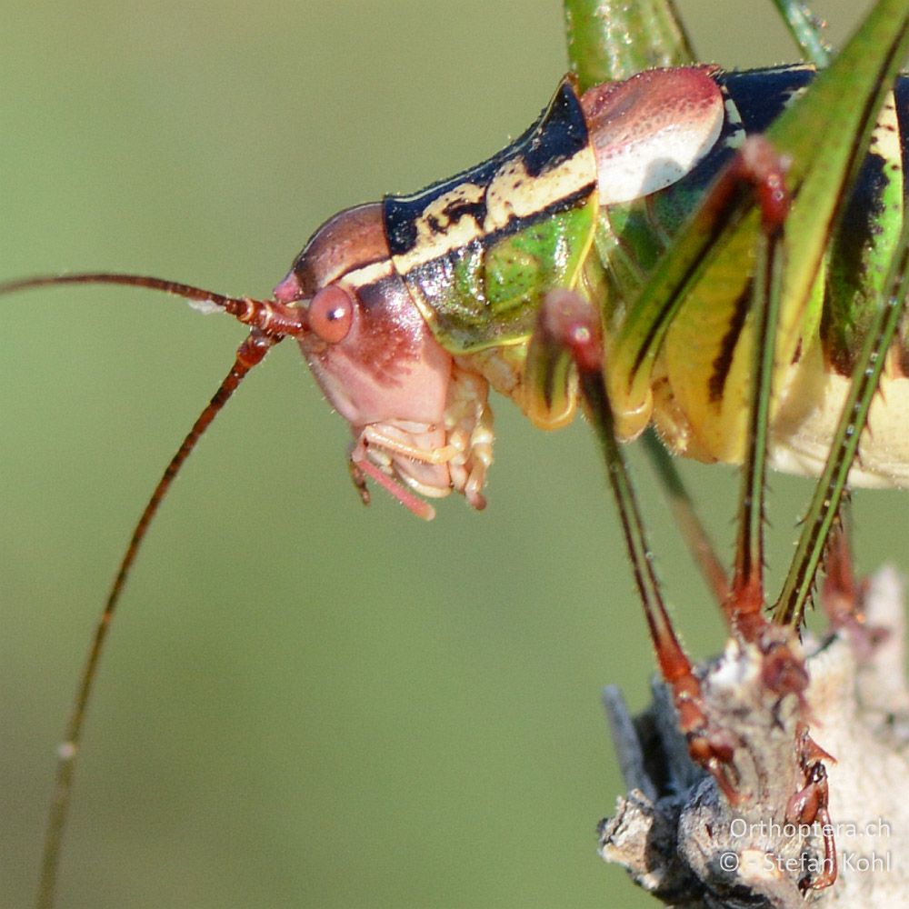 ♂ von Metaplastes ornatus - GR, Westmakedonien, 11.07.2013