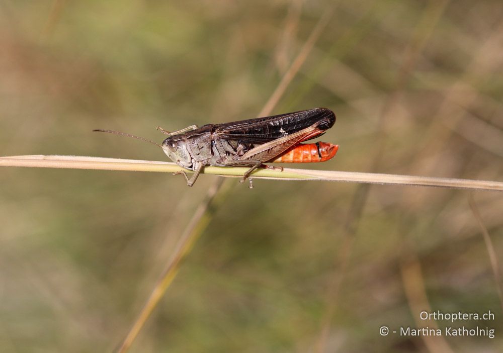 Bunter Alpengrashüpfer (Stenobothrus rubicundulus) - HR, Istrien, Mala Učka, 21.07.2015