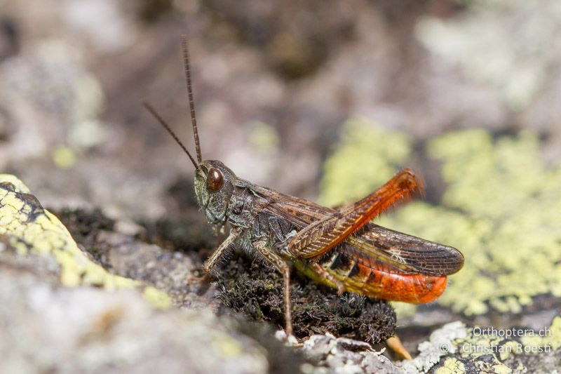 Chorthippus eisentrauti ♂ - CH, TI, Mt. Lema, 12.10.2011