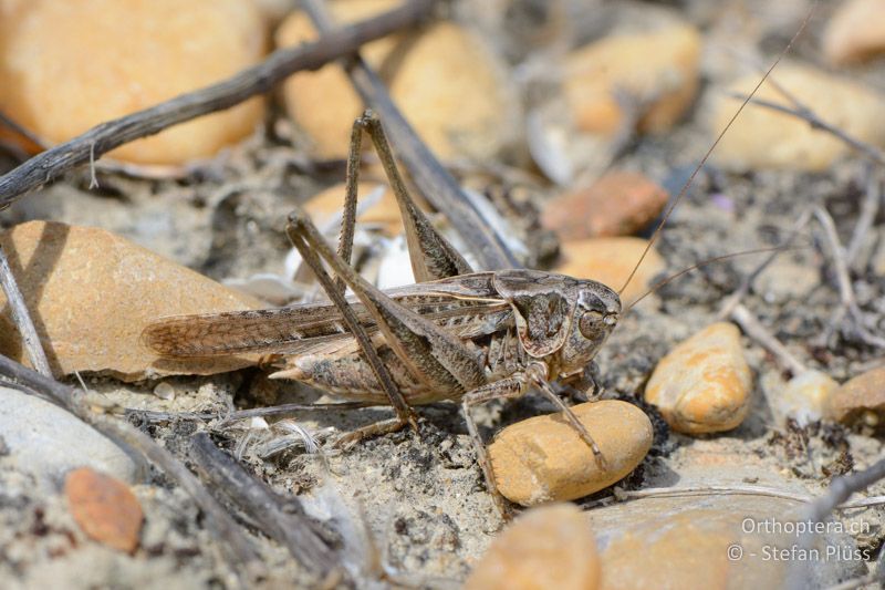 Südliche Beissschrecke (Platycleis affinis) ♂ - FR, bei Rians, 06.07.2014