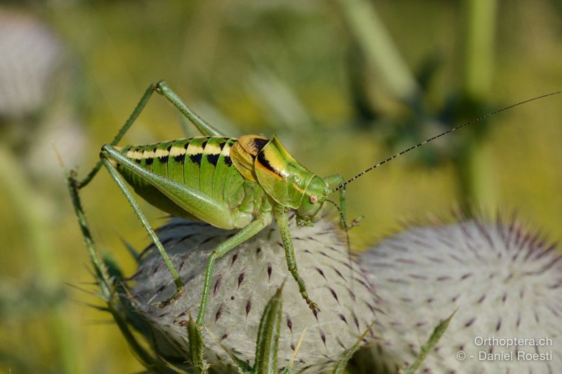 Poecilimon ornatus ♂ - HR, Istrien, Učka-Gebirge, 20.07.2015