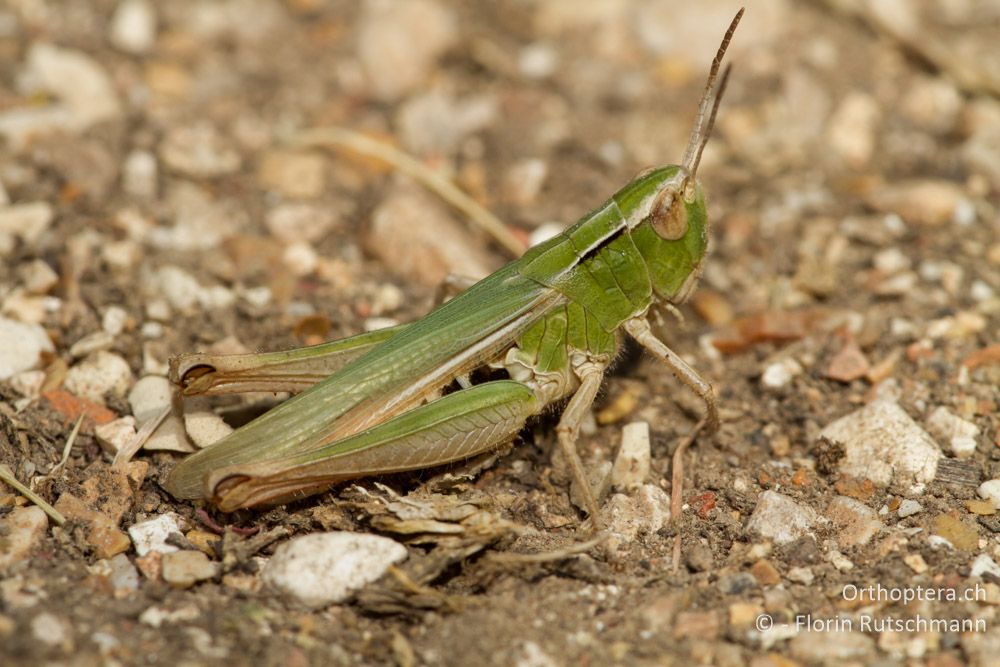 Chorthippus cf. dichrous - Pamvotida-See, 14.07.2011