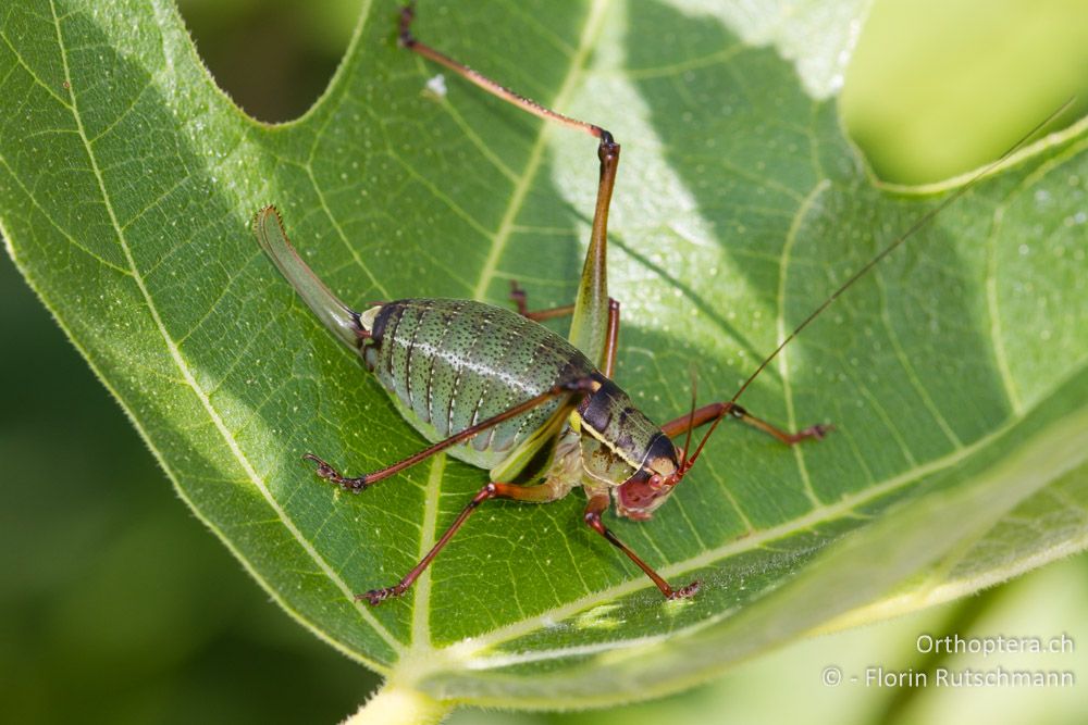 Weibchen von Barbitistes yersini - SI, Obalno-kraška, Movraž, 09.06.2014