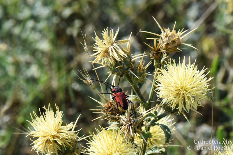 Sonnwend-Flockenblume mit Paarung eines Halsbocks - BG, Chaskowo, Matochina, 09.07.2018