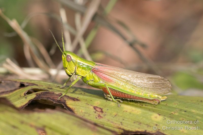 Euthystira brachyptera, makropter ♀ - HR, Istrien, Račja Vas, Dol, 24.07.2015