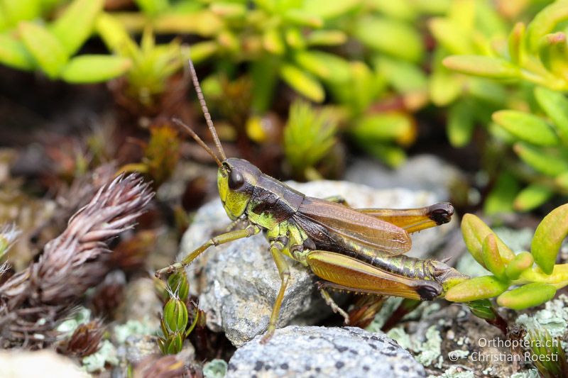 Podismopsis styriaca ♂ - AT, Kärnten, Reichenfels, 16.09.2016