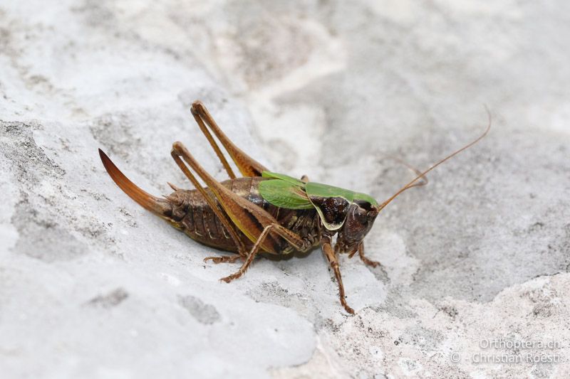 Metrioptera prenjica ♀ - SLO, Gorenjska, Mt. Vogel, 19.09.2016