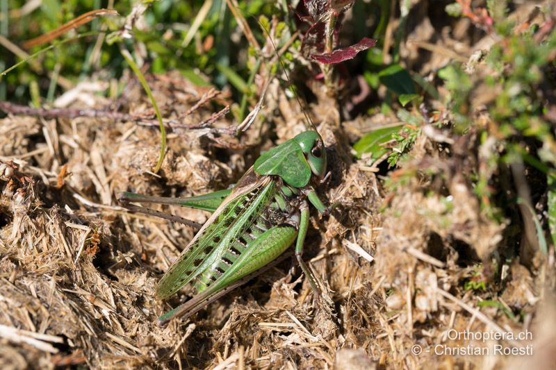 Decticus verrucivorus ♂ - CH, TI, Monte Tamaro, 26.08.2018