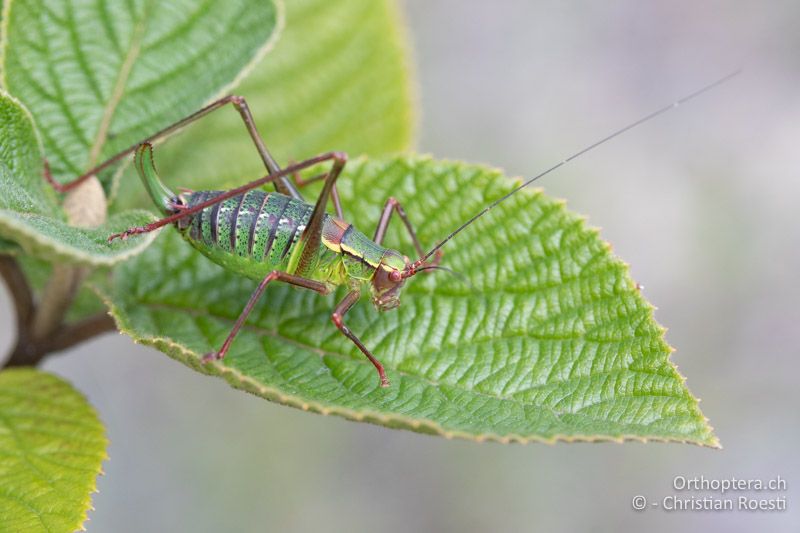 Barbitistes serricauda ♀ - CH, AG, Holderbank, 25.08.2021