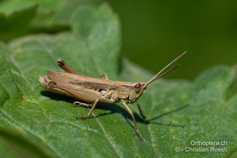 Chorthippus albomarginatus ♂ - CH, BE, Worb, 05.07.2024