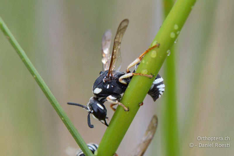 Eine Lehmwespe (Eumenidae) trotzt dem Regen auf einem Stengel - FR, Crau, 07.07.2014