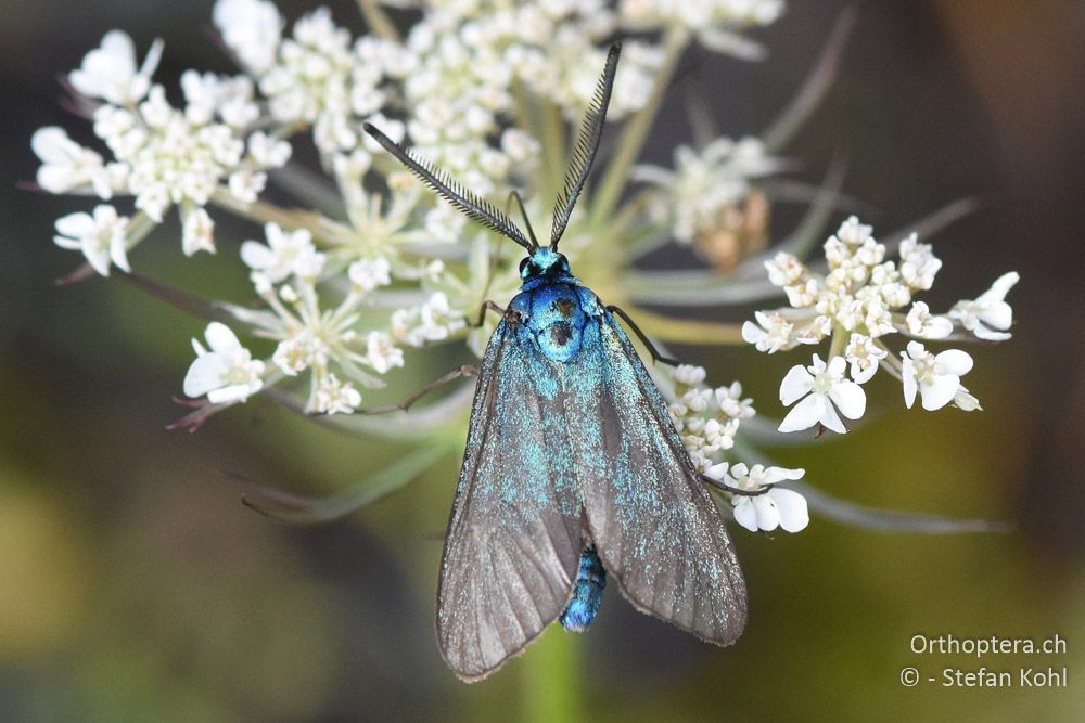 Grünwidderchen (Rhagades sp.) - BG, Pasardschik, Streltscha, 10.07.2018