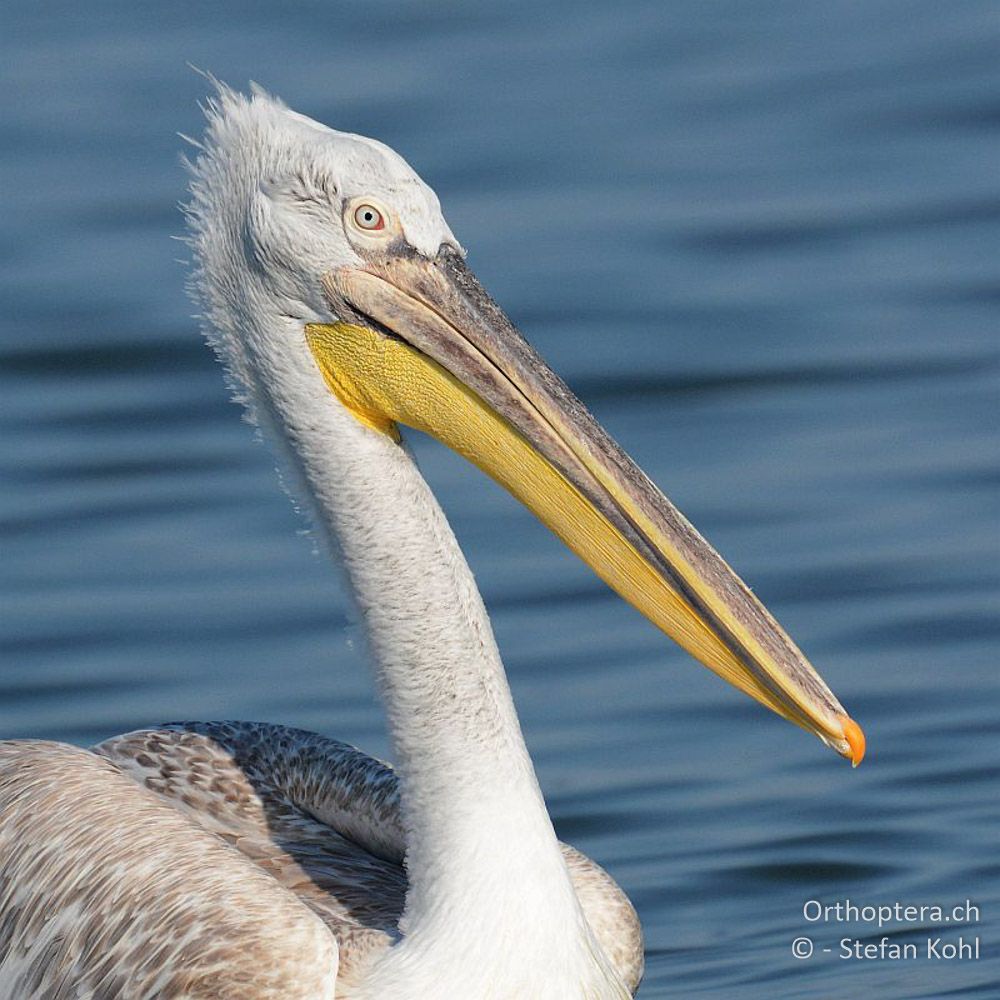 Krauskopfpelikan (Pelecanus crispus) - GR, Zentralmakedonien, Kerkini-See, 08.07.2013