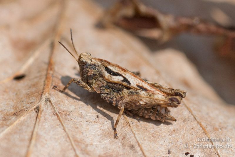 Tetrix undulata ♀ - CH, BE, Bickigen, 14.04.2010