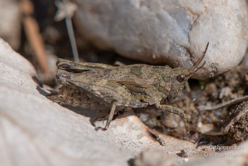 Tetrix undulata ♀ - CH, BE, Wasen, 24.05.2010