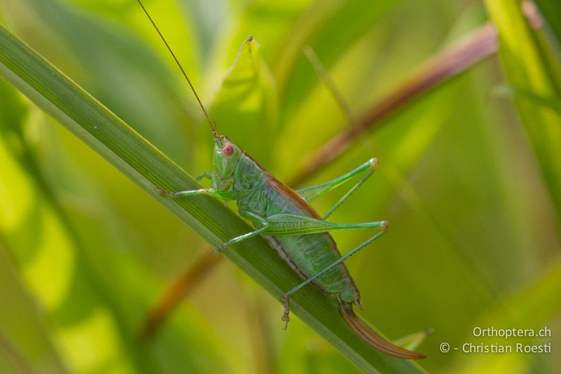 Conocephalus dorsalis ♀ - CH, VD, Cudrefin, 06.09.2013