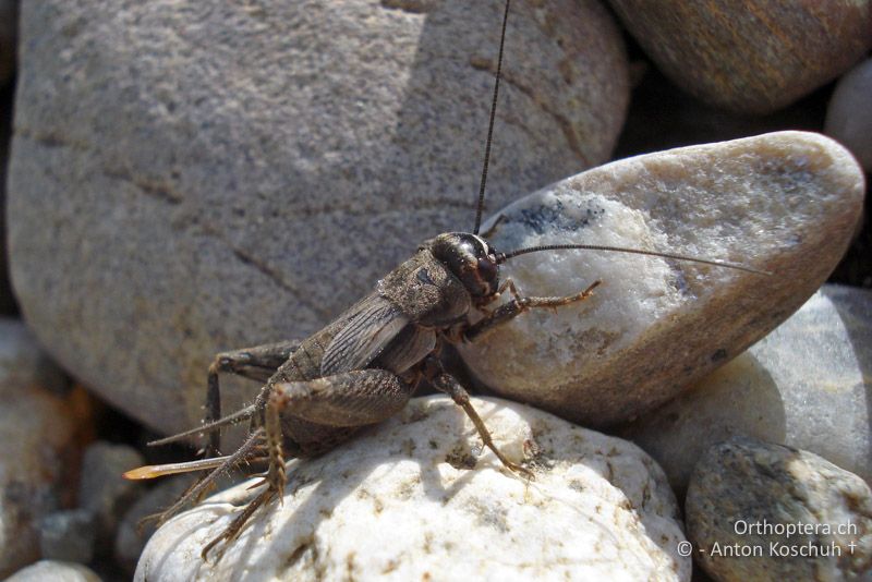 Modicogryllus frontalis ♀ - AT, Steiermark, Gosdorf, 24.05.2010