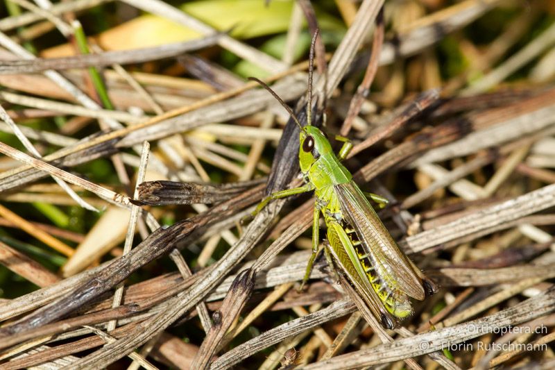 Pseudochorthippus montanus ♂ - AT, Vorarlberg, Grosses Walsertal, 05.10.2012