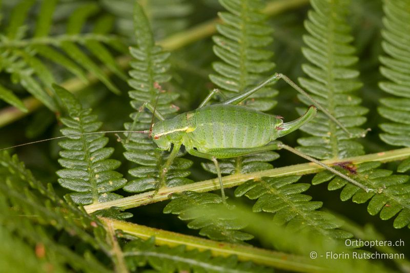 Barbitistes obtusus ♀ - CH, TI, Cardada, 13.08.2013