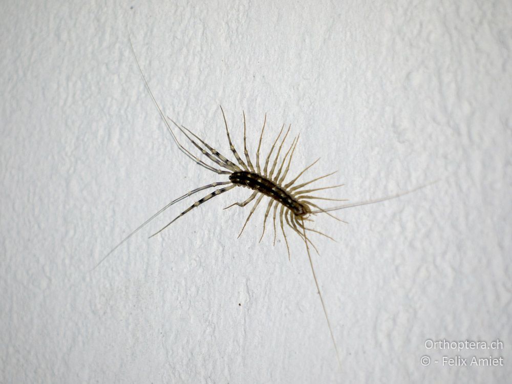 Spinnenläufer (Scutigera coleoptrata) - GR, Thessalien, Meteora, 13.07.2013